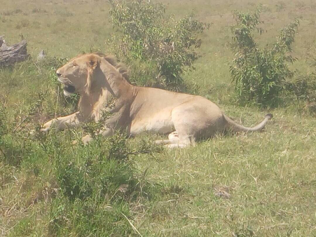 Maasai Mara National Reserve