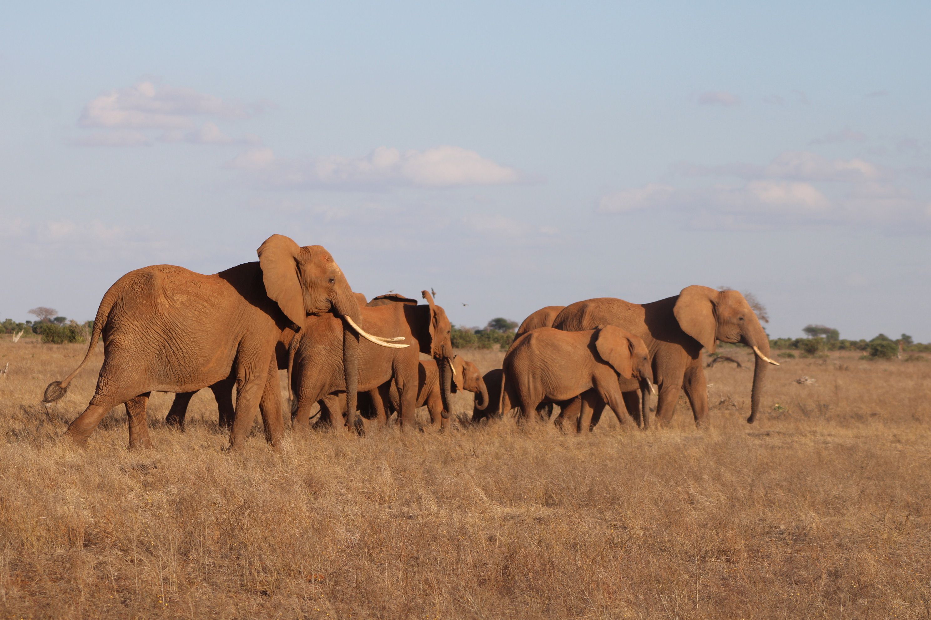 Tsavo East & West