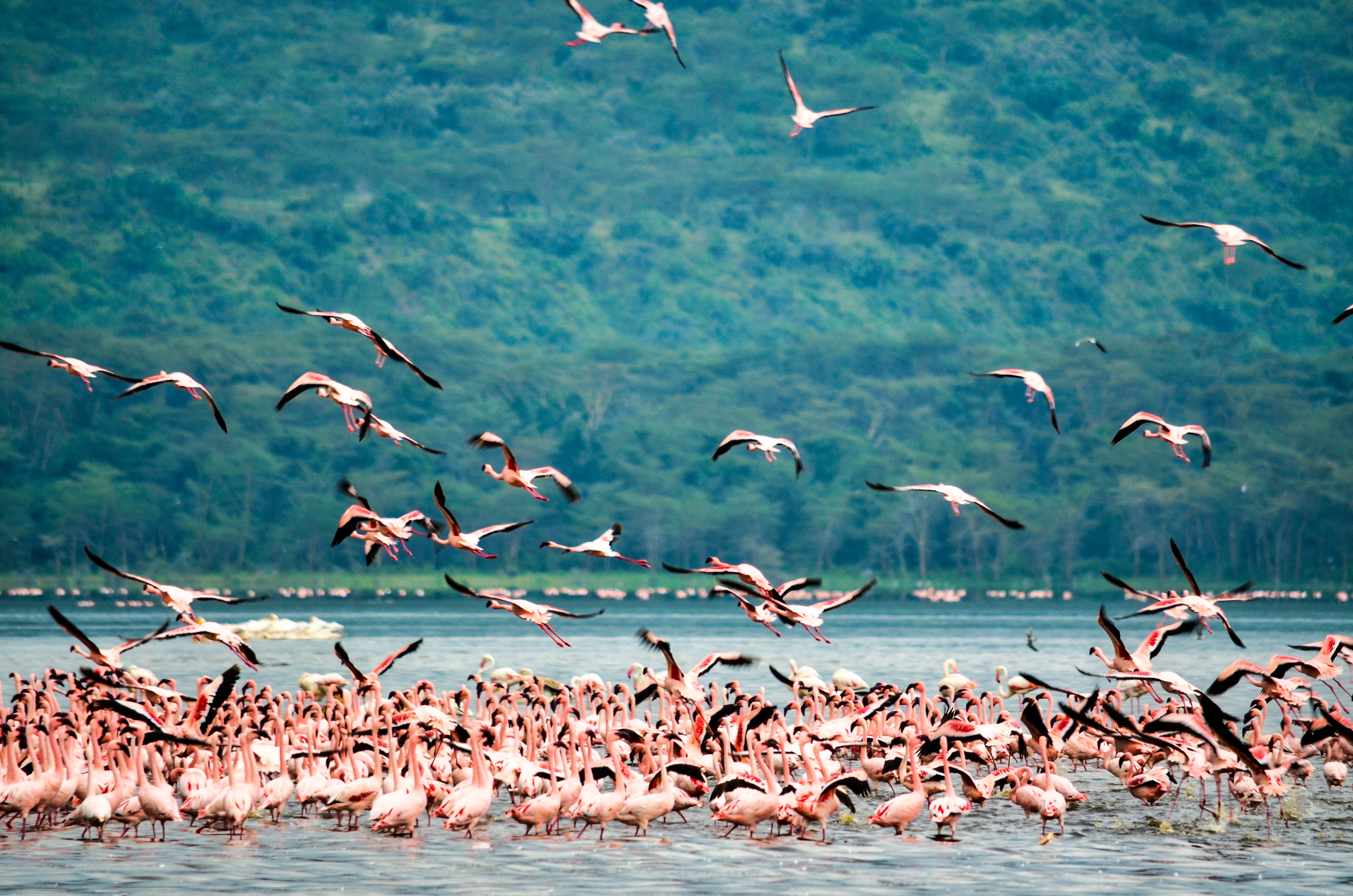 Lake Nakuru National Park