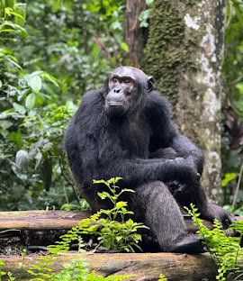 Kibale Forest National Park
