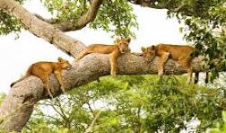 Queen Elizabeth National Park