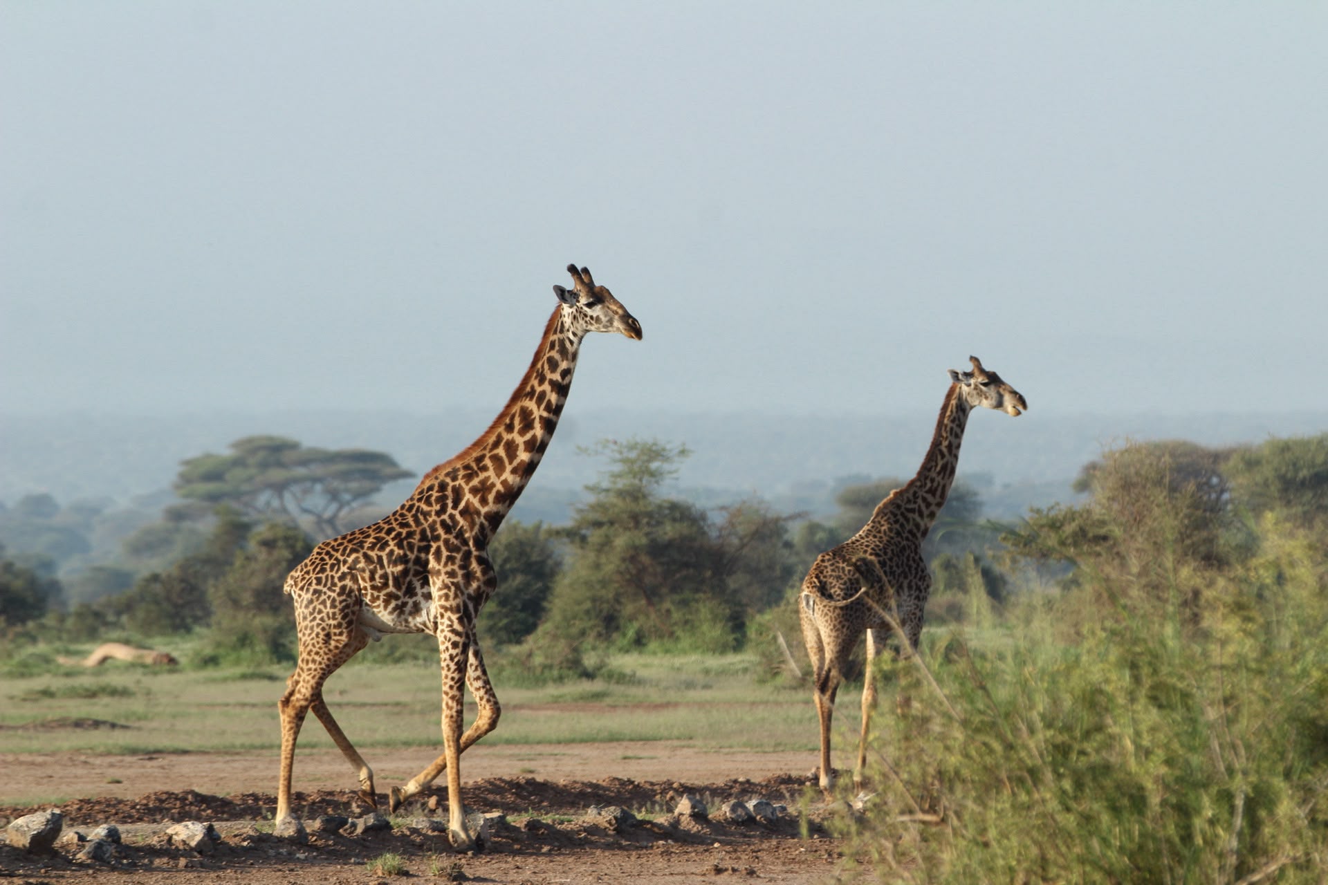 Serengeti Classic Camping Safari
