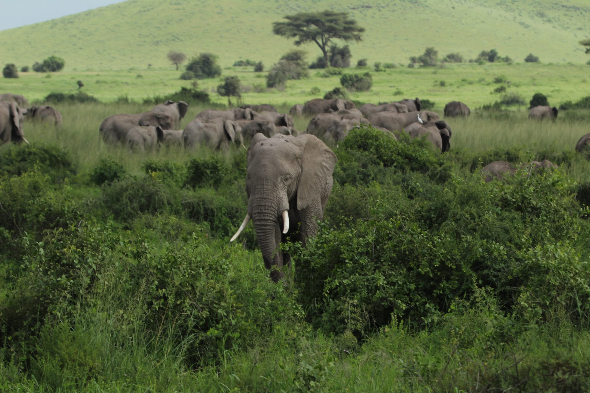 Amboseli Elephants & Kilimanjaro Views