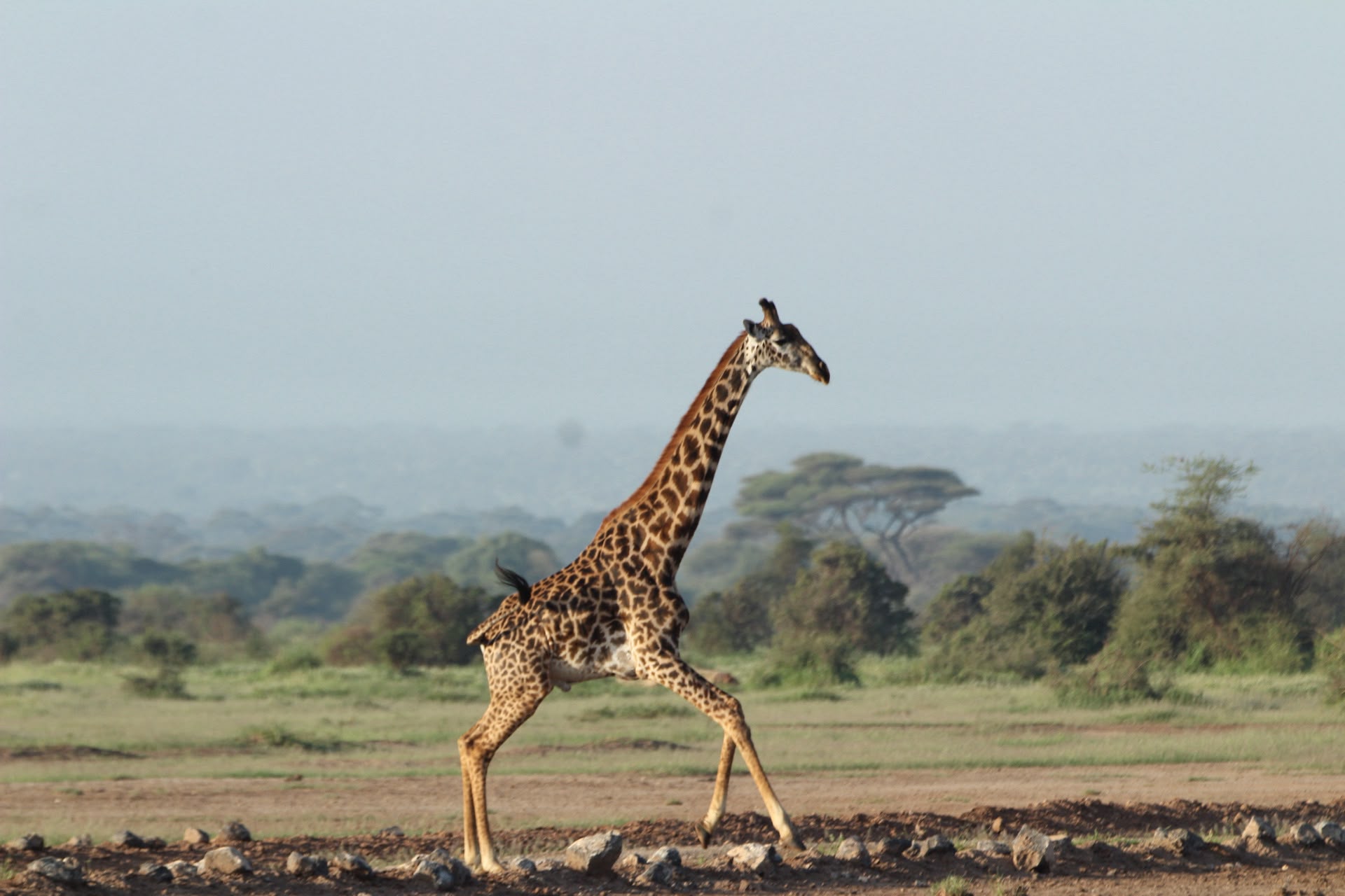 3 Days Tsavo East & Taita Hills Safari