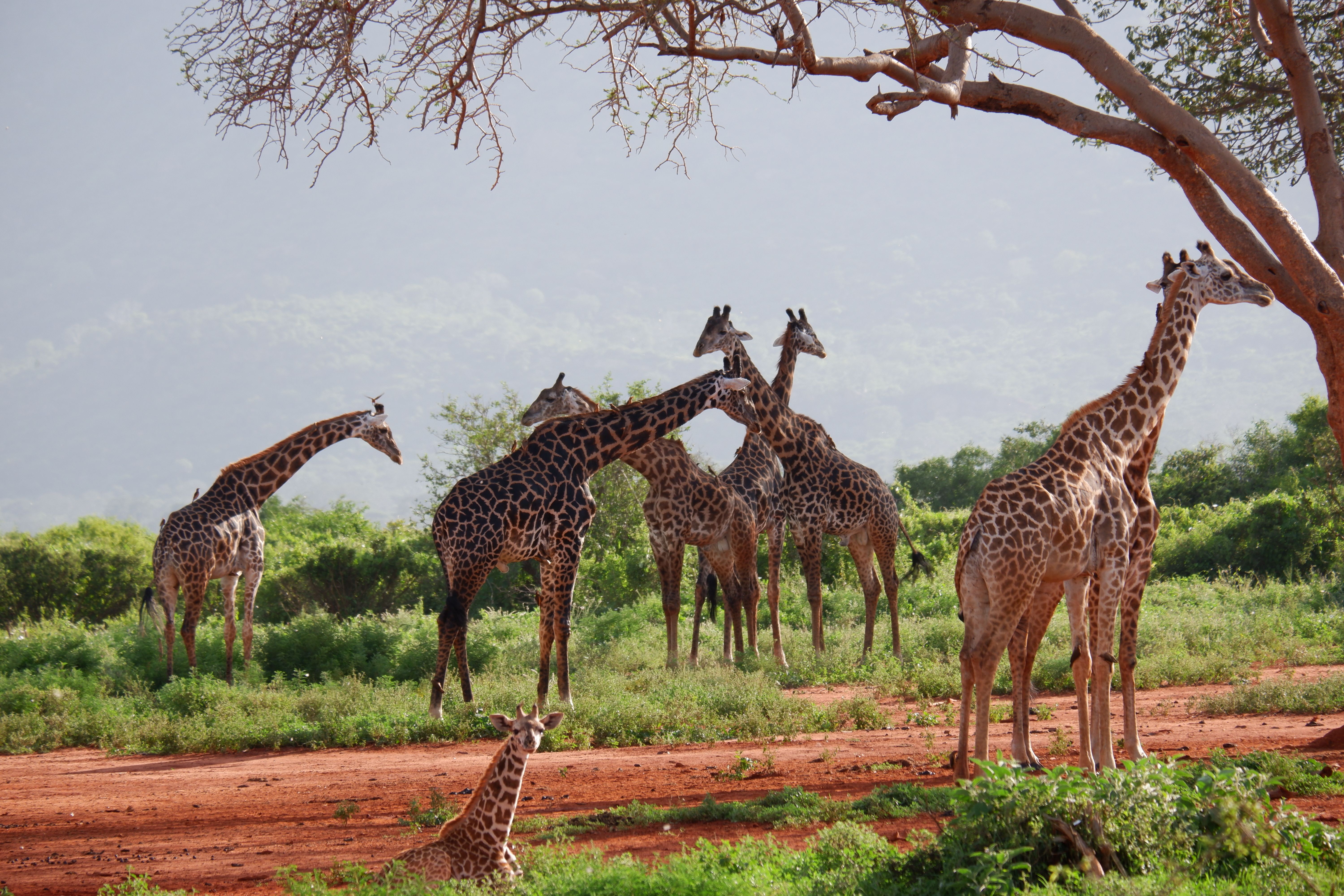 10 Days Kenya Luxury Safari – Beyond the Ordinary African Experience
