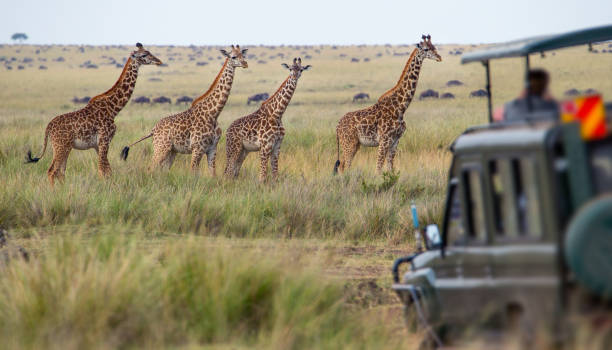4-Days Maasai  Mara Group Joining Safari