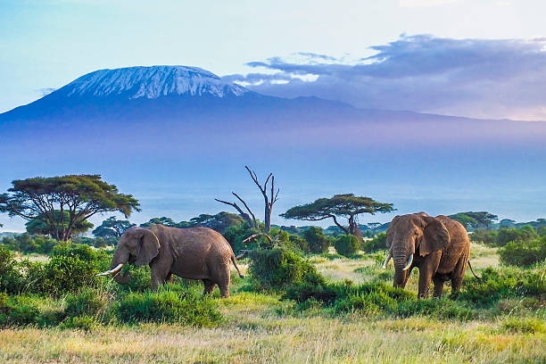 3 Days: Amboseli Group Joining Safari.