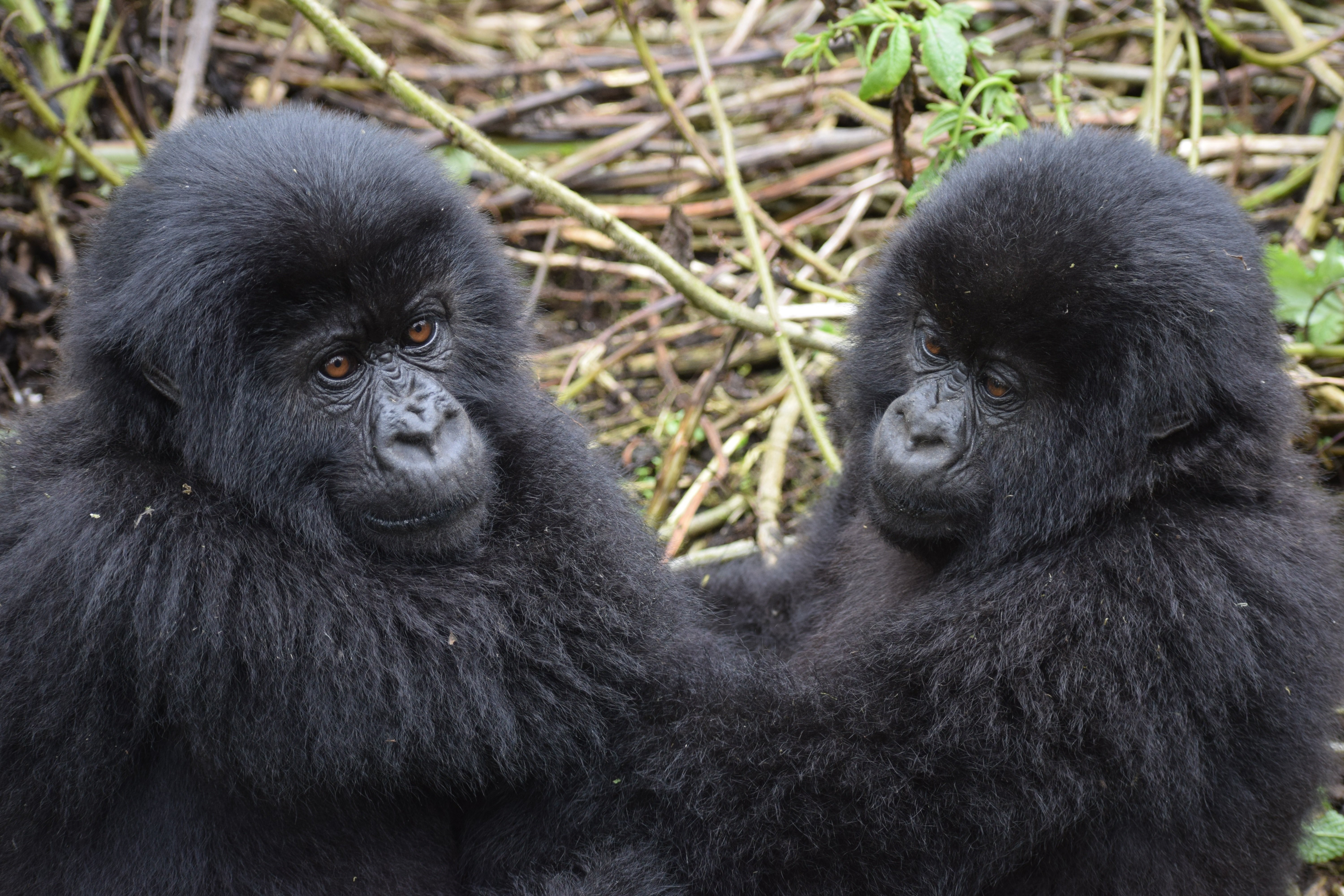 Uganda Wildlife & Nile Adventure