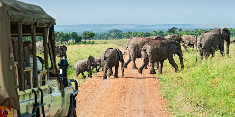 tembo safari amboseli and tsavo